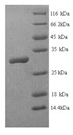 Human HOXB4 protein