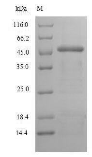 Human IDO protein