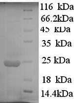Human IFNA10 protein