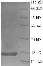 Rabbit Il17a protein