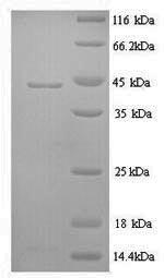 Sheep IL6 protein