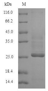 Human KCND1 protein