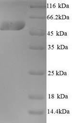Human KMO protein