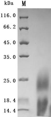 Human LY6G6D protein