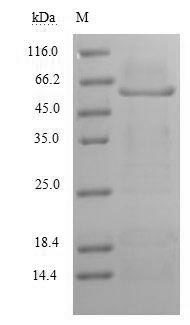 Human MAG protein