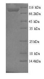 Rat Mapt protein