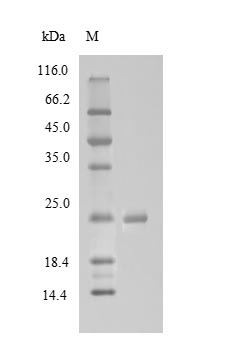 Bovine MBL protein