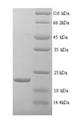 Rat Mmp7 protein