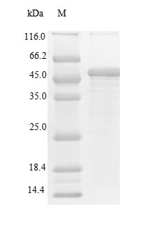 Human MPL protein