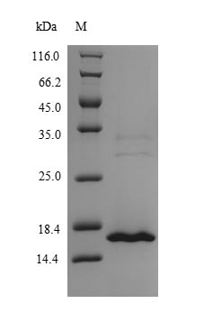 Human MRFAP1L1 protein