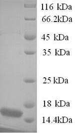 Human NGFRAP1 protein