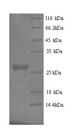 Mouse Nid1 protein