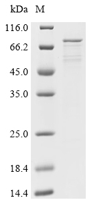 Human NPRA protein