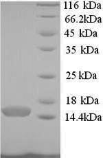 Human PCBD1 protein