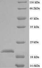 Yeast def protein
