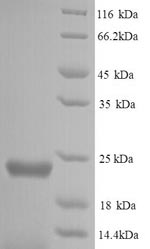 Yeast def protein