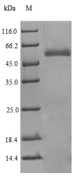 Human PLTP protein