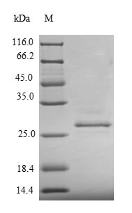 Yeast PR protein