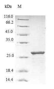 Human RELN protein