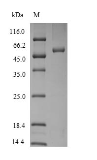 Rat Serpinb2 protein
