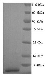 Human SFTPC protein