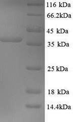 Mouse Slc1a2 protein