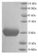 Mouse Thrombospondin 2 protein