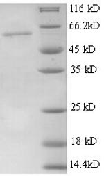Mouse Thbs3 protein