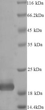 Yeast TIMP4 protein