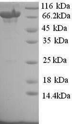 Human TLR8 protein