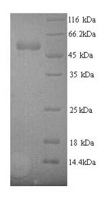 Rabbit VEGF protein