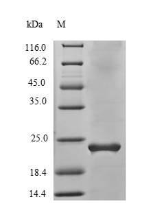 Human VEGFB protein
