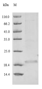 Yeast BuXI protein