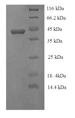 Yeast p46 protein