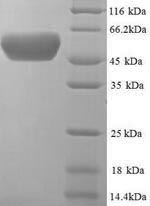 Yeast degP protein