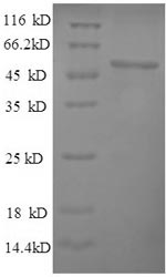 Yeast PYC1 protein