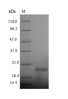 Yeast bar protein
