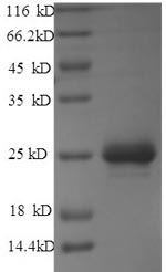 Yeast M protein