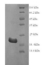 Yeast IFNT1 protein