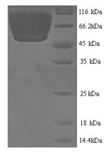Mouse Ces1c protein
