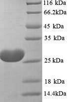 Yeast TES-26 protein