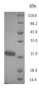 Yeast ptxA protein