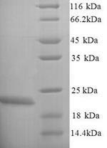 Yeast lptC protein