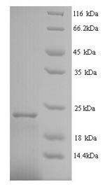 Human IFNA2 protein
