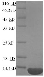 Yeast esxB protein