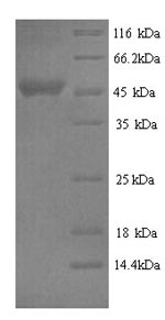 Bovine SERPINA3-2 protein
