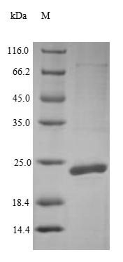 Yeast lolA protein
