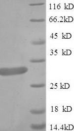 Yeast Thrombin-like enzyme crotalase protein