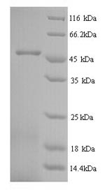 Yeast MRJP1 protein