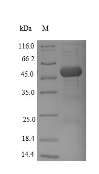 Yeast melA protein